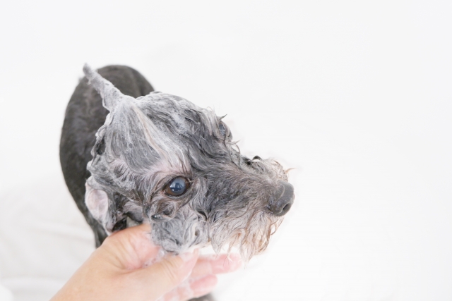 洗われる犬